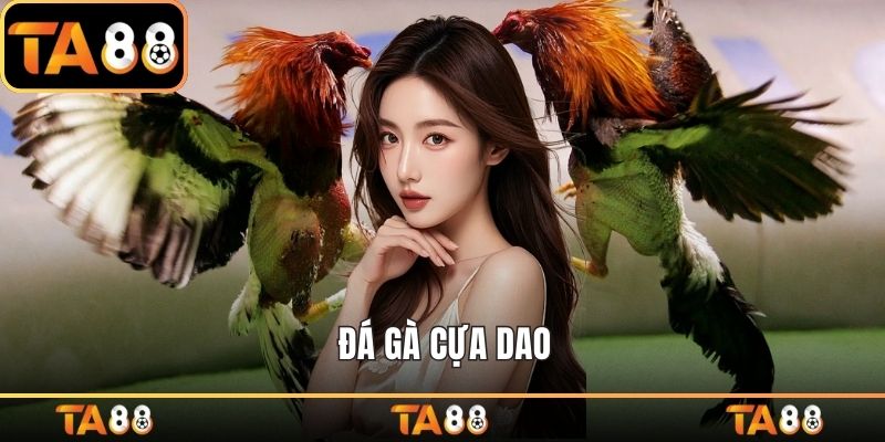 Đá gà cựa dao